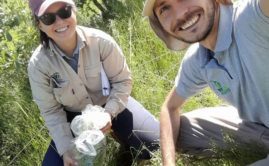 Imagen de El uso del abono natural produce mayor cantidad de materia verde y aumenta la diversidad de la cobertura verde