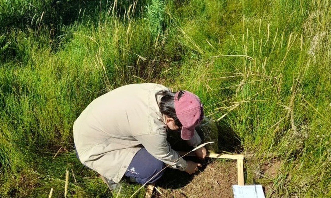 Imagen de El uso del abono natural produce mayor cantidad de materia verde y aumenta la diversidad de la cobertura verde espontánea en el cultivo de yerba mate Imagen de El uso del abono natural produce mayor cantidad de materia verde y aumenta la diversidad de la cobertura verde espontánea en el cultivo de yerba mate
