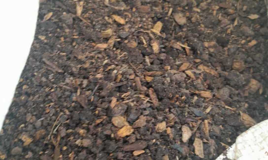 Imagen de El uso del abono natural produce mayor cantidad de materia verde y aumenta la diversidad de la cobertura verde espontánea en el cultivo de yerba mate Imagen de El uso del abono natural produce mayor cantidad de materia verde y aumenta la diversidad de la cobertura verde espontánea en el cultivo de yerba mate