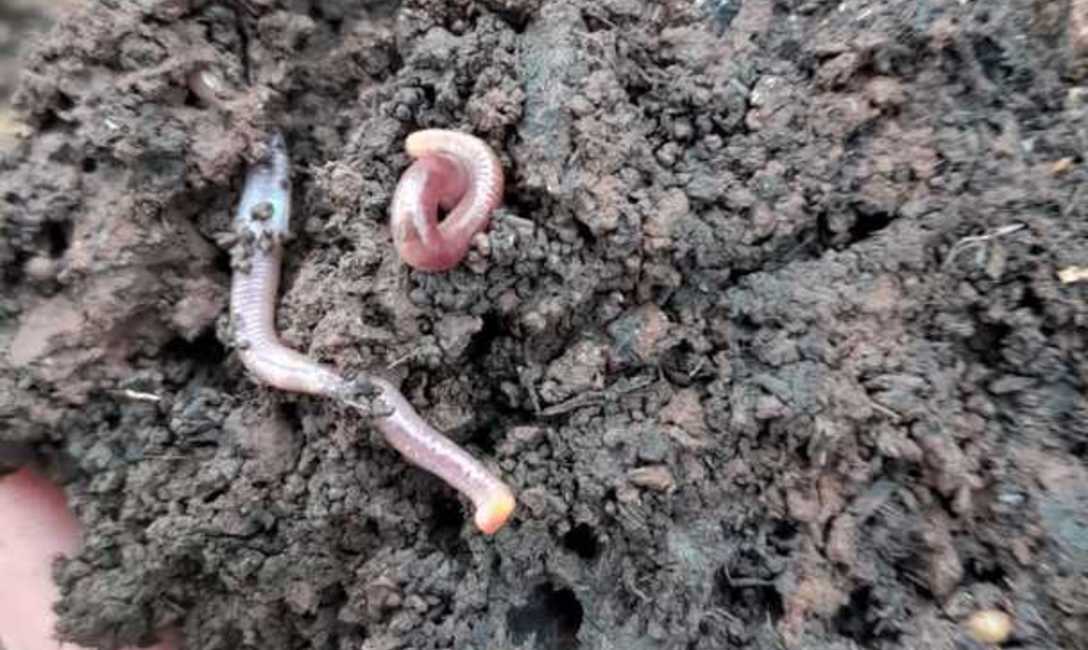 Imagen de El uso del abono natural produce mayor cantidad de materia verde y aumenta la diversidad de la cobertura verde