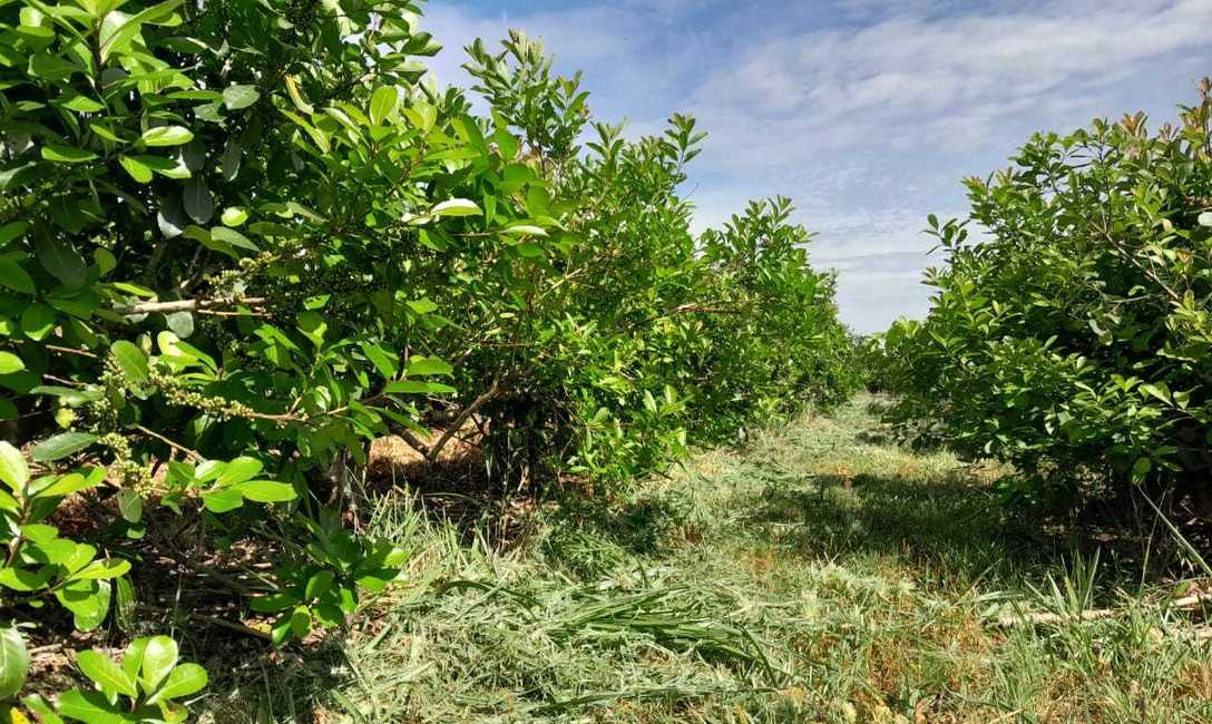 Imagen de Con el respaldo del SEY, suelo con cubiertas verdes y sombra mitigan efectos del sol en yerba mate Imagen de Con el respaldo del SEY, suelo con cubiertas verdes y sombra mitigan efectos del sol en yerba mate