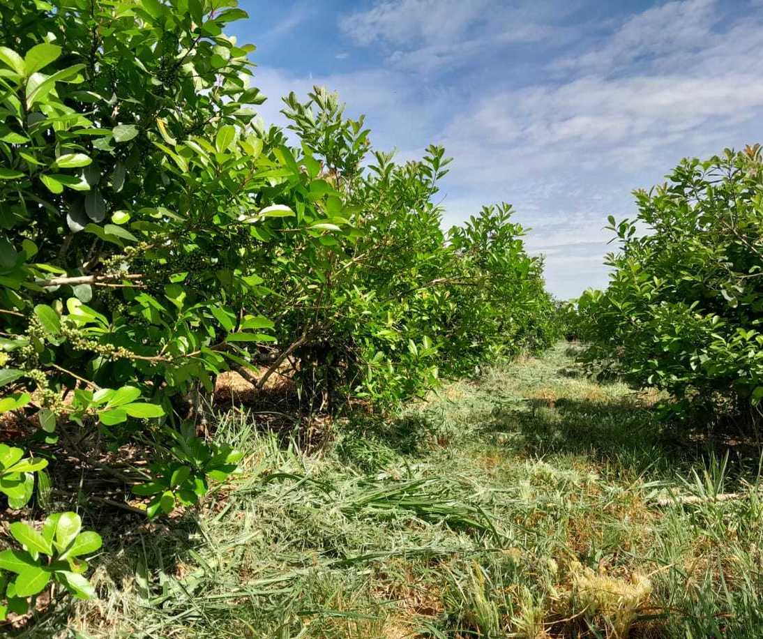 Imagen de Con el respaldo del SEY, suelo con cubiertas verdes y sombra mitigan efectos del sol en yerba mate