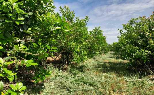 Imagen de Con el respaldo del SEY, suelo con cubiertas verdes y sombra mitigan efectos del sol en yerba mate