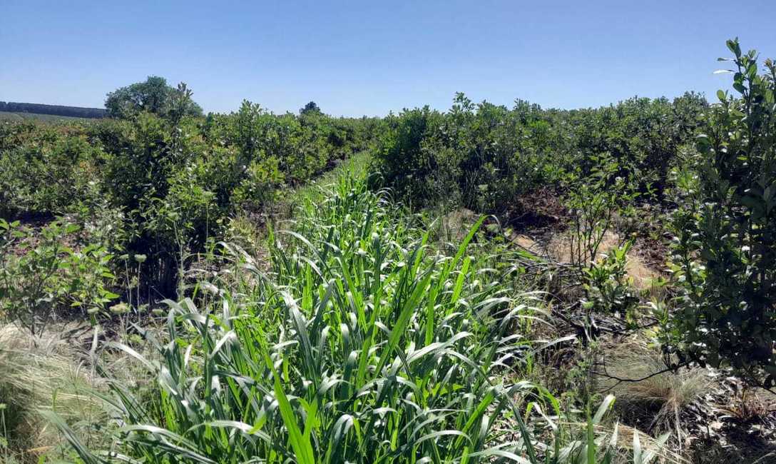 Imagen de Con el respaldo del SEY, suelo con cubiertas verdes y sombra mitigan efectos del sol en yerba mate Imagen de Con el respaldo del SEY, suelo con cubiertas verdes y sombra mitigan efectos del sol en yerba mate