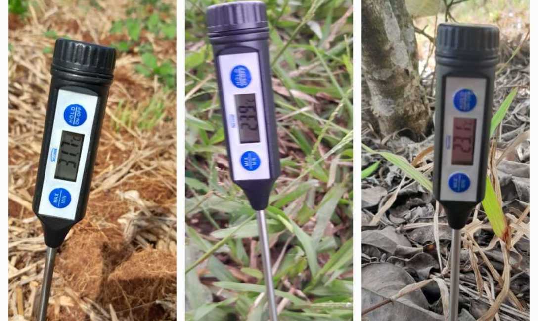 Imagen de Con el respaldo del SEY, suelo con cubiertas verdes y sombra mitigan efectos del sol en yerba mate Imagen de Con el respaldo del SEY, suelo con cubiertas verdes y sombra mitigan efectos del sol en yerba mate