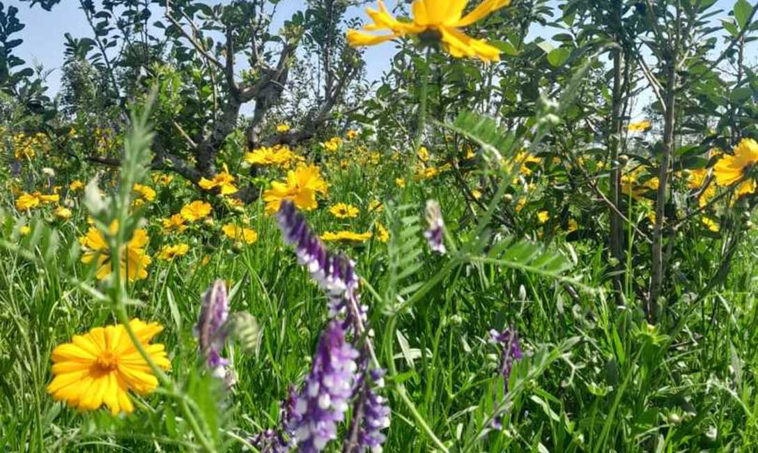 Imagen de Con el respaldo del SEY, suelo con cubiertas verdes y sombra mitigan efectos del sol en yerba mate Imagen de Con el respaldo del SEY, suelo con cubiertas verdes y sombra mitigan efectos del sol en yerba mate