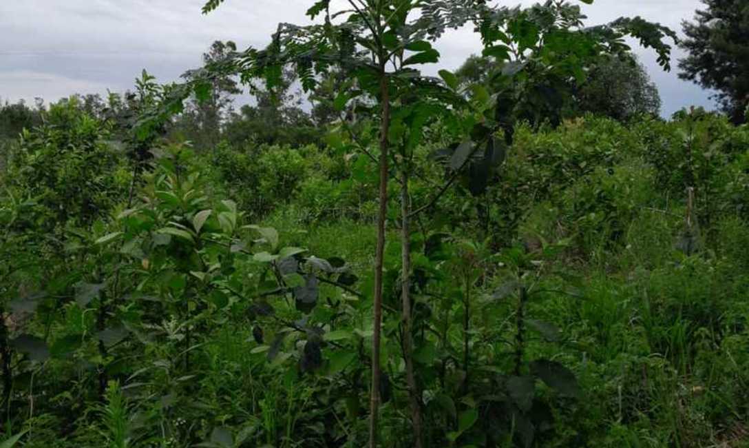 Imagen de Con el respaldo del SEY, suelo con cubiertas verdes y sombra mitigan efectos del sol en yerba mate Imagen de Con el respaldo del SEY, suelo con cubiertas verdes y sombra mitigan efectos del sol en yerba mate