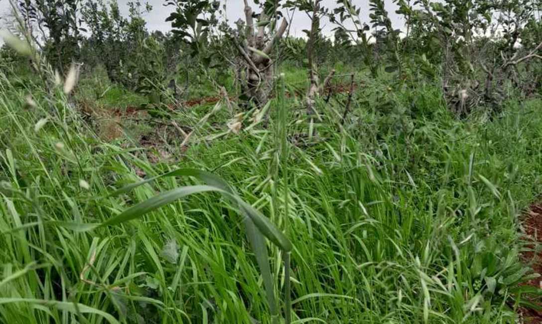 Imagen de Con el respaldo del SEY, suelo con cubiertas verdes y sombra mitigan efectos del sol en yerba mate Imagen de Con el respaldo del SEY, suelo con cubiertas verdes y sombra mitigan efectos del sol en yerba mate