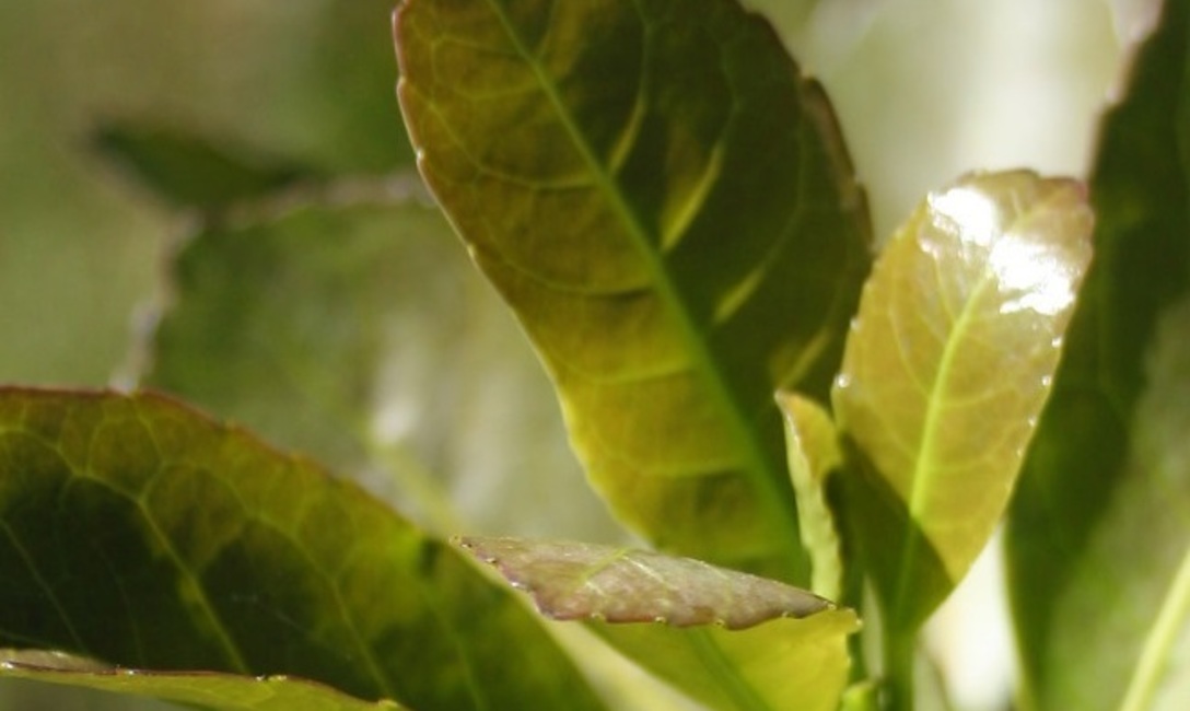 Imagen de El INYM inicia una gesti&oacute;n basada en la eficiencia y la transparencia, orientada a sumar nuevos consumidores y garantizar la calidad del producto