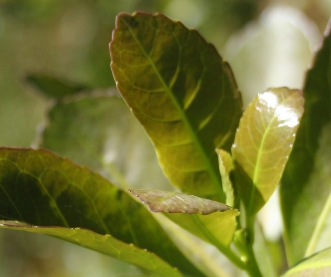 Imagen de El INYM inicia una gesti&oacute;n basada en la eficiencia y la transparencia, orientada a sumar nuevos consumidores y garantizar la calidad del producto