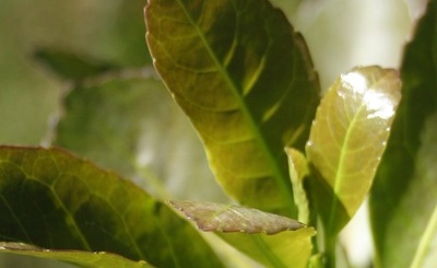 Imagen de El INYM inicia una gestión basada en la eficiencia y la transparencia, orientada a sumar nuevos consumidores y garantizar la calidad del producto Imagen de El INYM inicia una gestión basada en la eficiencia y la transparencia, orientada a sumar nuevos consumidores y garantizar la calidad del producto