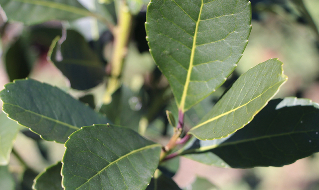 Imagen de El INYM comienza el viernes una serie de Jornadas Itinerantes en la zona productora Imagen de El INYM comienza el viernes una serie de Jornadas Itinerantes en la zona productora