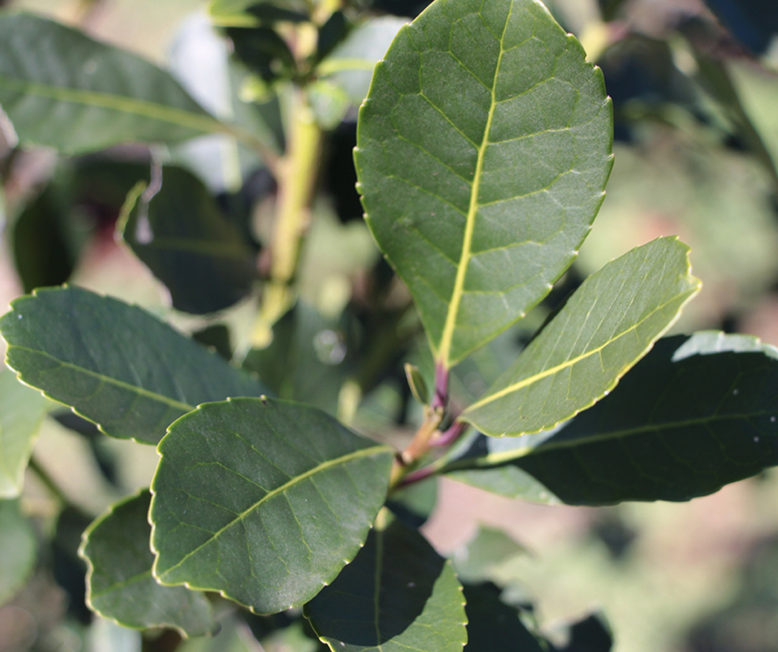 Imagen de El INYM comienza el viernes una serie de Jornadas Itinerantes en la zona productora