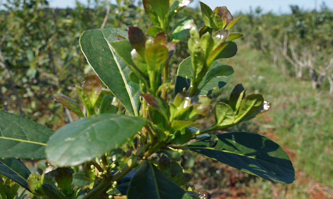 Imagen de Jornadas Itinerantes del INYM: el 12 de marzo en San Pedro y el 13 de marzo en Pozo Azul