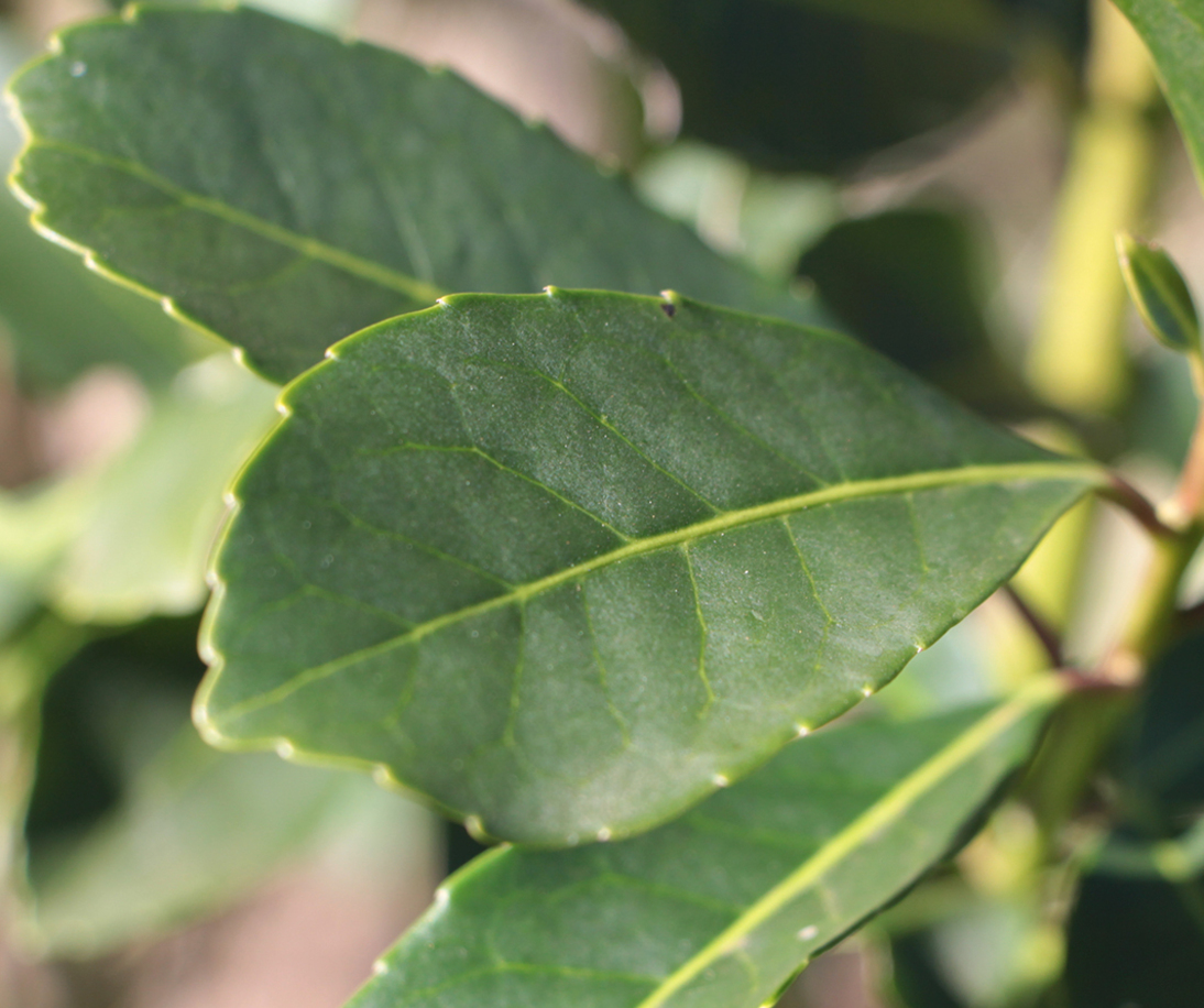 Imagen de Entre mercado interno y exportaciones, las salidas de yerba mate superaron los 131 millones de kilos durante el periodo enero - mayo