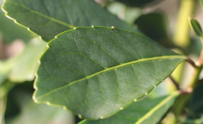 Imagen de Entre mercado interno y exportaciones, las salidas de yerba mate superaron los 131 millones de kilos durante el periodo enero - mayo