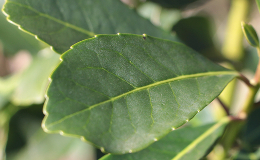 Imagen de Entre mercado interno y exportaciones, las salidas de yerba mate superaron los 131 millones de kilos durante el periodo enero - mayo