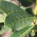 Imagen de Entre mercado interno y exportaciones, las salidas de yerba mate superaron los 131 millones de kilos durante el periodo enero - mayo