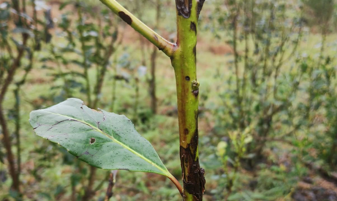 Imagen de Granizo en yerbales: cómo evaluar los daños y ayudar a la recuperación de las plantas Imagen de Granizo en yerbales: cómo evaluar los daños y ayudar a la recuperación de las plantas