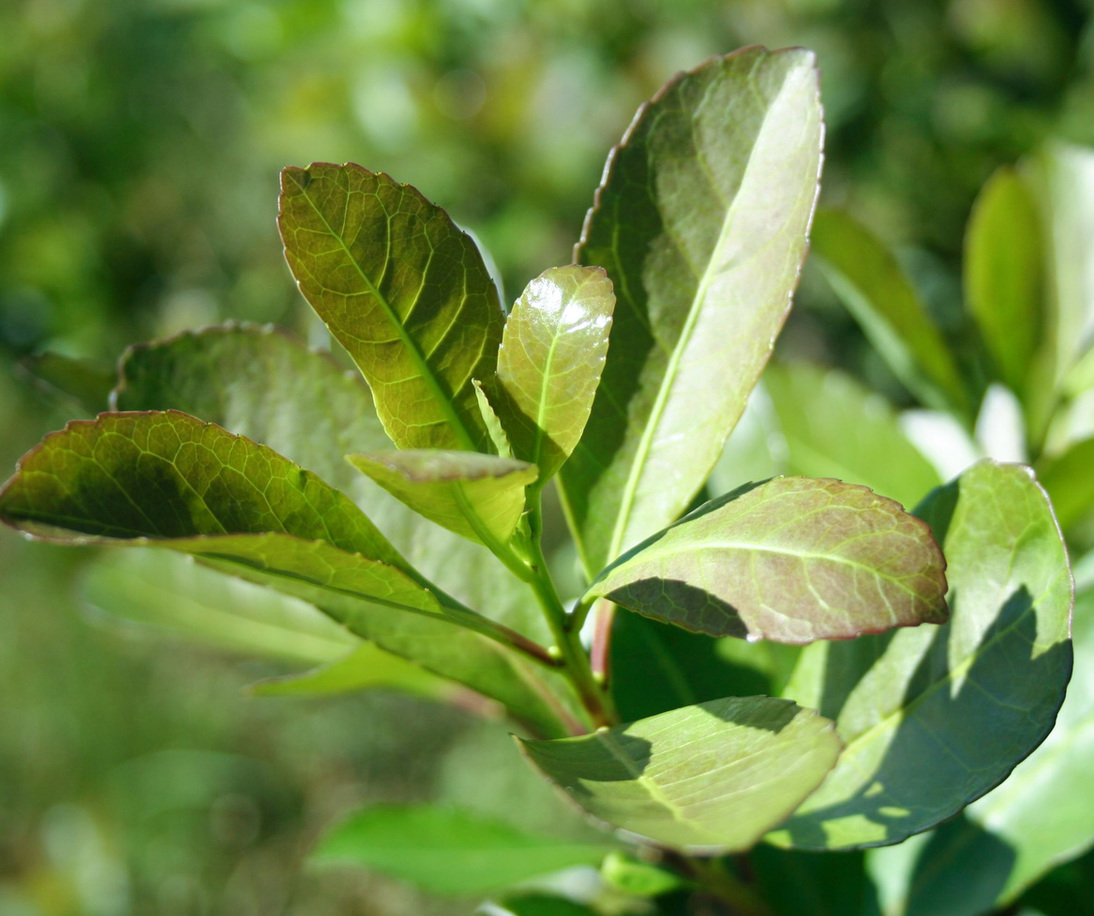 Imagen de Uso de glifosato y producci&oacute;n de yerba mate: informaci&oacute;n para una comunicaci&oacute;n responsable