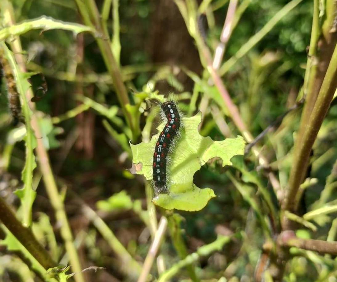 Imagen de Recomendaciones para monitoreo y control de orugas defoliadoras, tras detectar su presencia en yerbales de San Pedro