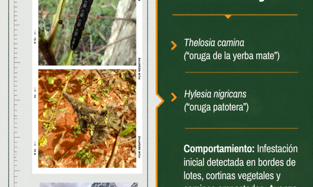 Imagen de Recomendaciones para monitoreo y control de orugas defoliadoras, tras detectar su presencia en yerbales de San Pedro