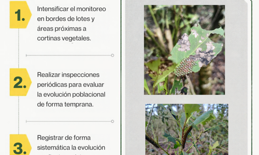 Imagen de Recomendaciones para monitoreo y control de orugas defoliadoras, tras detectar su presencia en yerbales de San Pedro