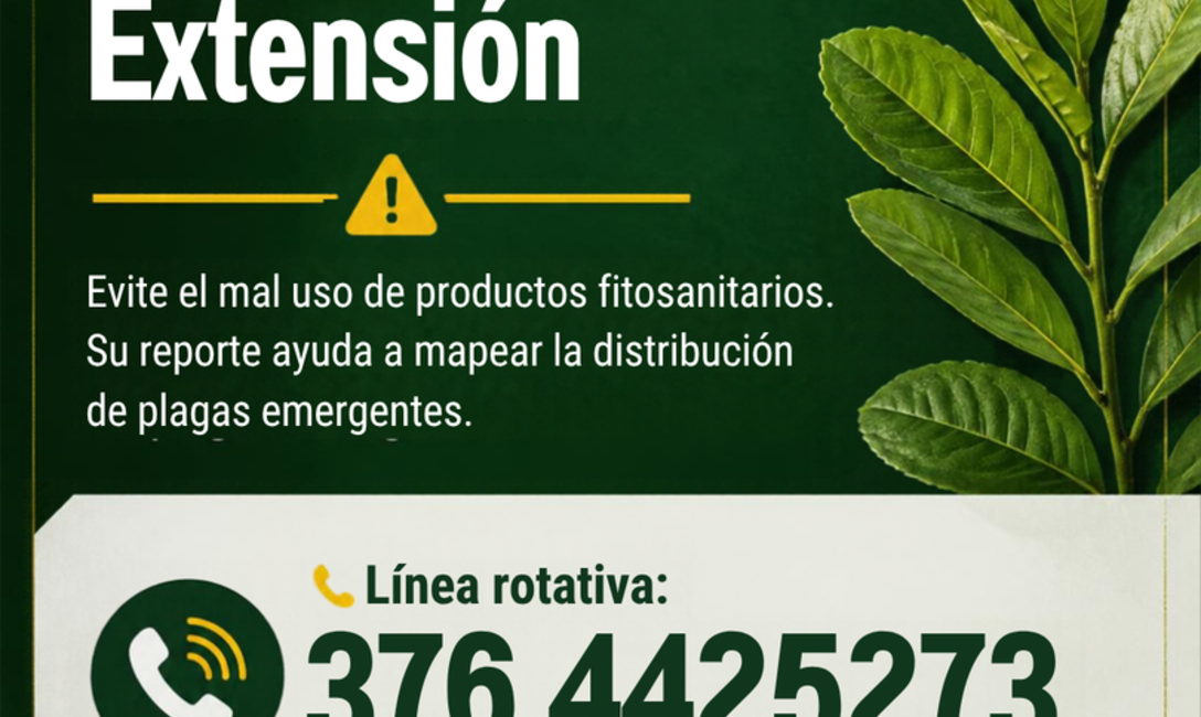 Imagen de Recomendaciones para monitoreo y control de orugas defoliadoras, tras detectar su presencia en yerbales de San Pedro