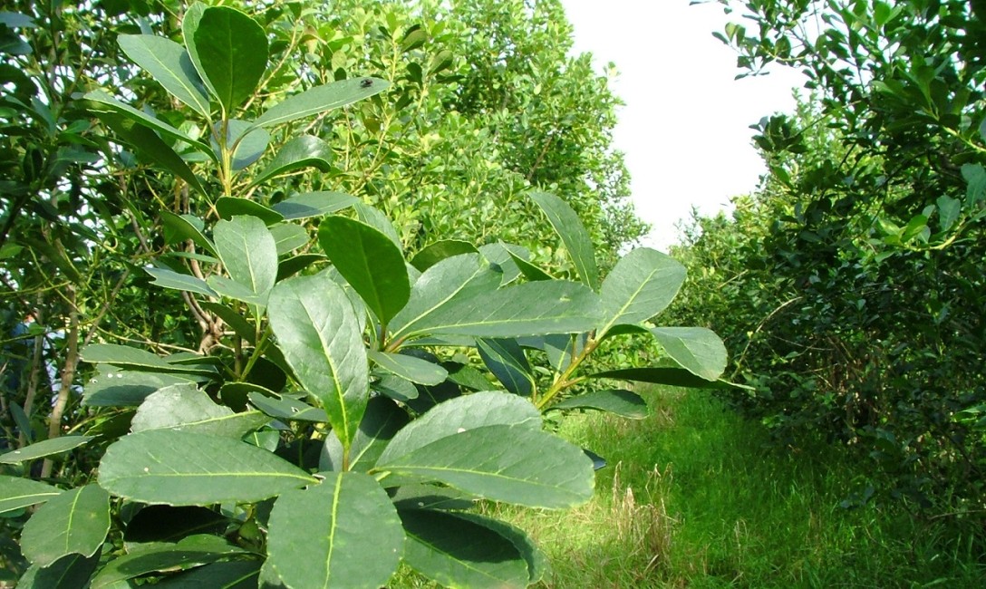 Imagen de Al cierre de septiembre la salida de molinos de yerba mate superó los 254 millones de kilos, entre mercado interno y exportaciones Imagen de Al cierre de septiembre la salida de molinos de yerba mate superó los 254 millones de kilos, entre mercado interno y exportaciones