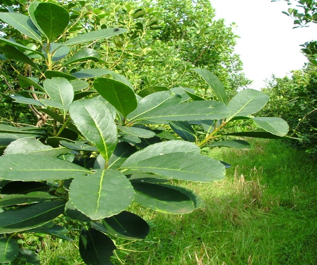 Imagen de Al cierre de septiembre la salida de molinos de yerba mate super&oacute; los 254 millones de kilos, entre mercado interno y exportaciones